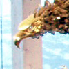 At the Planplatte restaurant Leila finds something very odd, a crystal eagle